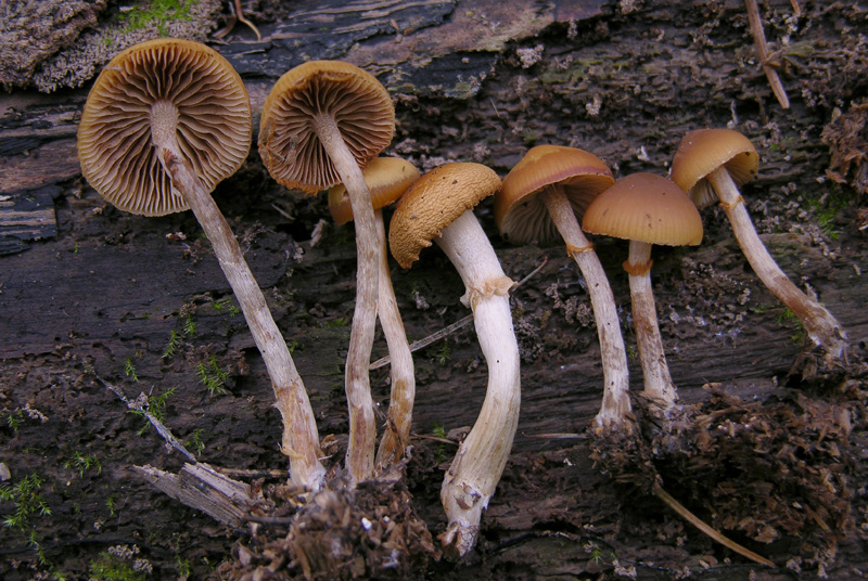 Un fosso......e una marea di funghi.(parte 2)